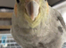 2 beautiful cockatiels handreared 2 for &pound;160