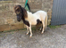 Miniature Shetland gelding
