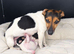 Girl Jack Russell