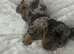 Lovely miniature dachshund