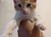 4 kittens ready to for their forever home in 1 week