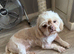 2 year old Shih Tzu