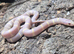 Lavender Albino Kind Snake at Birmingham Reptiles