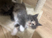 Beautiful full maine coon kittens ready now