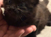 Beautiful Kitten