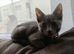 Female Russian Blue Kitten