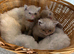 British shorthair kittens lilac/blue