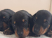 Miniature dachshund girl