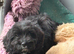 Cockapoo