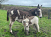 STANDARD JENNY FOAL