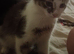 Kitten
