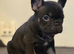 READY NOW French bulldog puppies