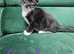 ( 1left )Kittens Available