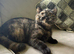 Black tortie tica reg ready now