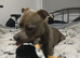 American bully needs new home