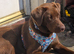Labrador for rehome