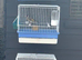 BBC goldfinches available
