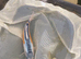 High grade koi carp 6-8inches £12.50 -£25
