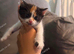 2 girl kittens left