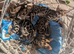 Purebred Bengal kittens TICA registered in Essex