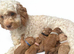 Cockapoo Puppys