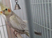 Pearl Pied Male Cockatiel