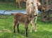 3 lovely wethers for sale