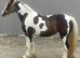 Sliver dapple and white filly
