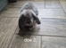 Beautiful bunnies