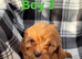 Stunning F1 cavapoos ready now !
