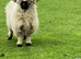 Valais blacknose - ALL NOW SOLD - THANK YOU