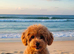 Loving and caring Maltipoo