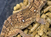 Giant Namibian Ground Gecko at Birmingham Reptiles