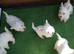 WEST HIGHLAND TERRIER PUPS REGISTERED