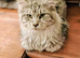 Stunning grey Maine coone GCCF Registered