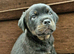 Cane corso x rottwieller pup