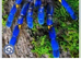 WANTED POECILOTHERIA GENUS.