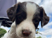 English Springer Spaniel puppies Girls