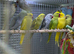 Ring neck parrot