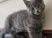 British shorthair girls