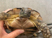 4 year old marginated tortoise
