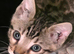 Bengal Kittens For Sale