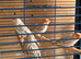 A pair of topaz canaries