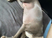 Blue whippet for sale