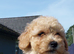 Poochoon pups