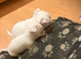 2 beautiful pure white boy chihuahuas