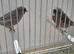 BEAUTIFUL PROVEN PAIR RED BLACK GRAYWINGS MOSAIC