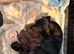 Miniature Dachshund Smooth Puppies