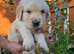 Gorgeous Golden Retriever Puppies KC Reg