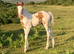 Striking American Paint X Cob